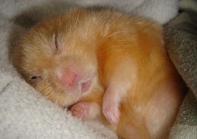 хомяк спит.jpg (58.67 КБ, Просмотров: 155818) хомяк спит.jpg